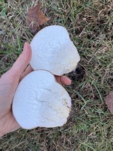 puff ball cut in half